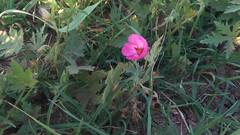 Modiolastrum gilliesii