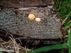 Fungi