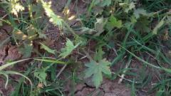 Modiolastrum gilliesii