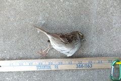 Zonotrichia albicollis