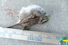 Zonotrichia albicollis