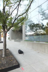 Zonotrichia albicollis