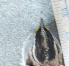 Zonotrichia albicollis