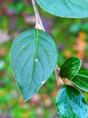 Cotoneaster dielsianus