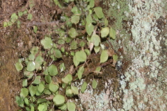Wimmerella pygmaea