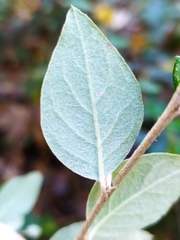 Cotoneaster dielsianus