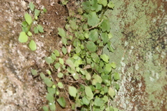 Wimmerella pygmaea