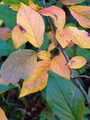 Cotoneaster dielsianus