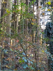 Cotoneaster dielsianus