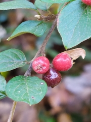 Cotoneaster dielsianus