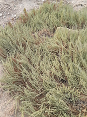 Halocnemum strobilaceum