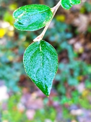 Cotoneaster dielsianus