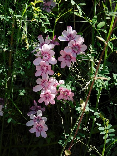 Geissorhiza callista