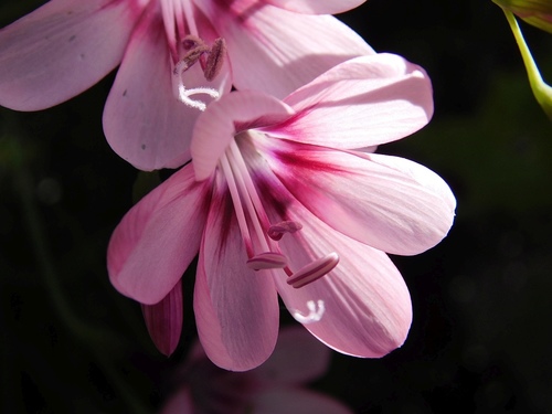 Geissorhiza callista