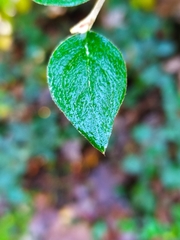 Cotoneaster dielsianus