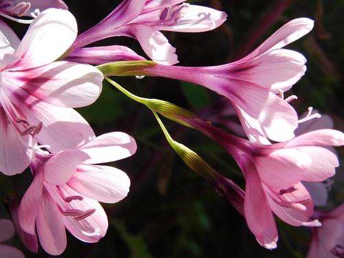 Geissorhiza callista