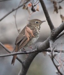 Catharus guttatus