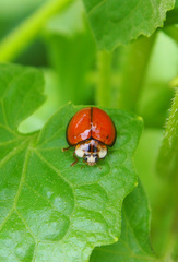 Coelophora biplagiata