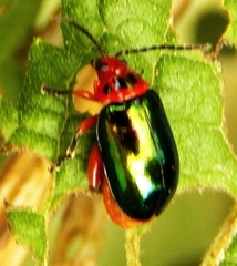 Kuschelina gibbitarsa