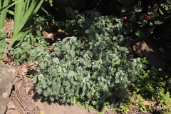 Euryops pectinatus pectinatus