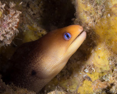Gymnothorax melatremus
