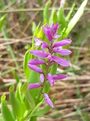 Polygala poaya