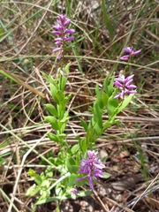 Polygala poaya