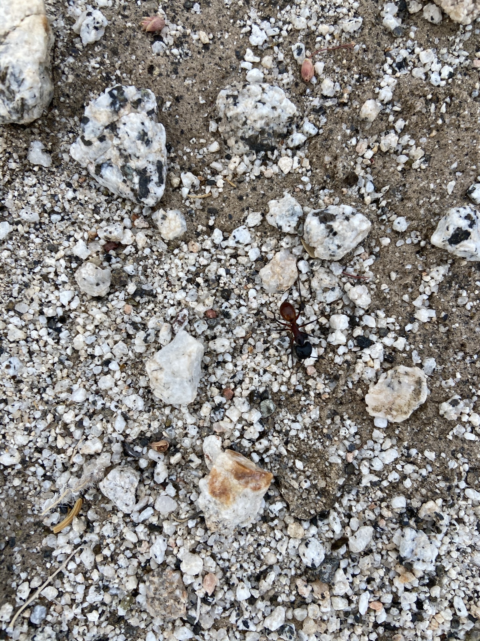 Camponotus ocreatus