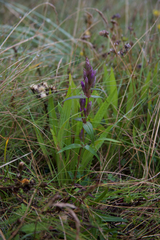 Gentianella amarella septentrionalis
