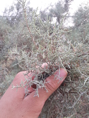 Tamarix aucheriana