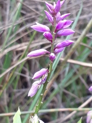 Polygala poaya
