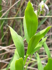 Polygala poaya