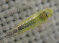 Lindbergina aurovittata