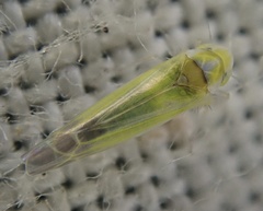 Lindbergina aurovittata
