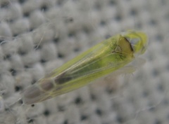 Lindbergina aurovittata