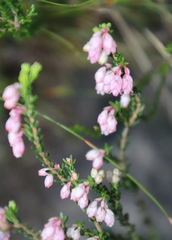 Erica brevifolia
