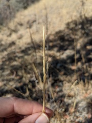 Pseudoroegneria spicata spicata