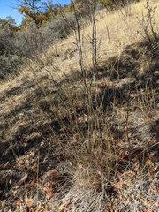 Pseudoroegneria spicata spicata