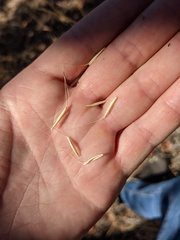 Pseudoroegneria spicata spicata