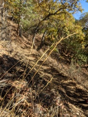 Pseudoroegneria spicata spicata