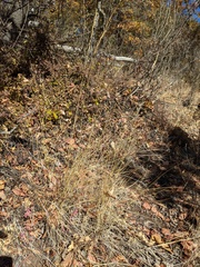 Pseudoroegneria spicata spicata