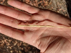 Pseudoroegneria spicata spicata