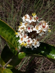 Miconia fallax