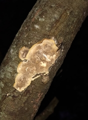 Steccherinaceae