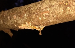 Steccherinaceae