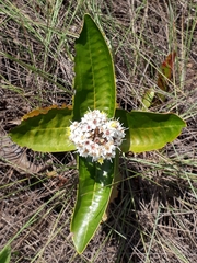Miconia fallax