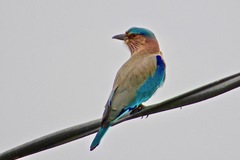 Coracias benghalensis