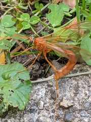 Enicospilus texanus