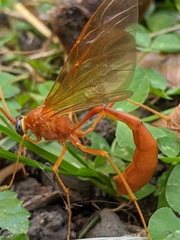Enicospilus texanus