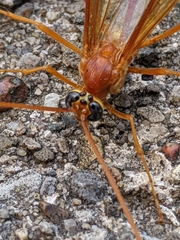 Enicospilus texanus